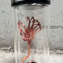 Utlänningar facehugger exemplar